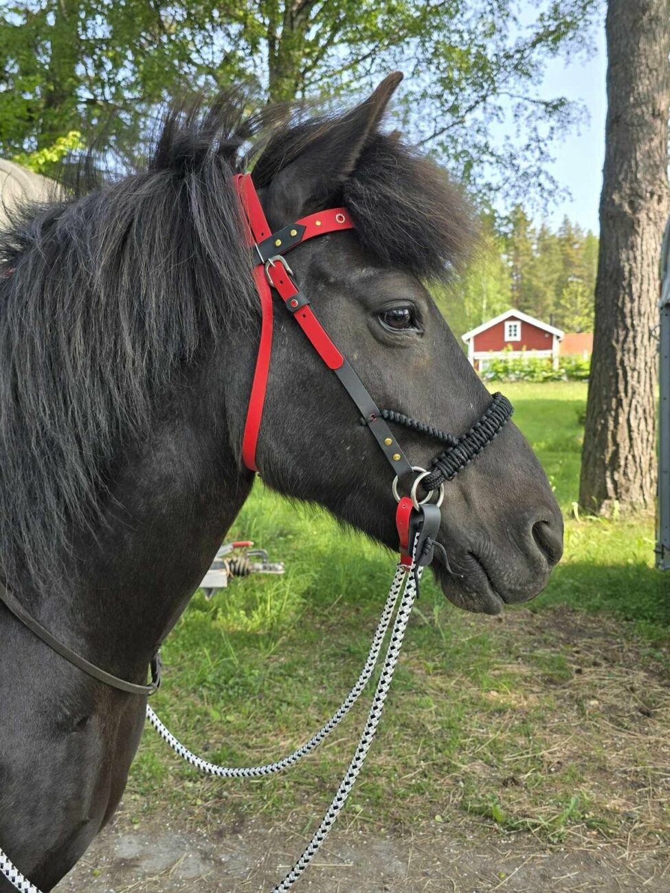 rebeccahorse for web