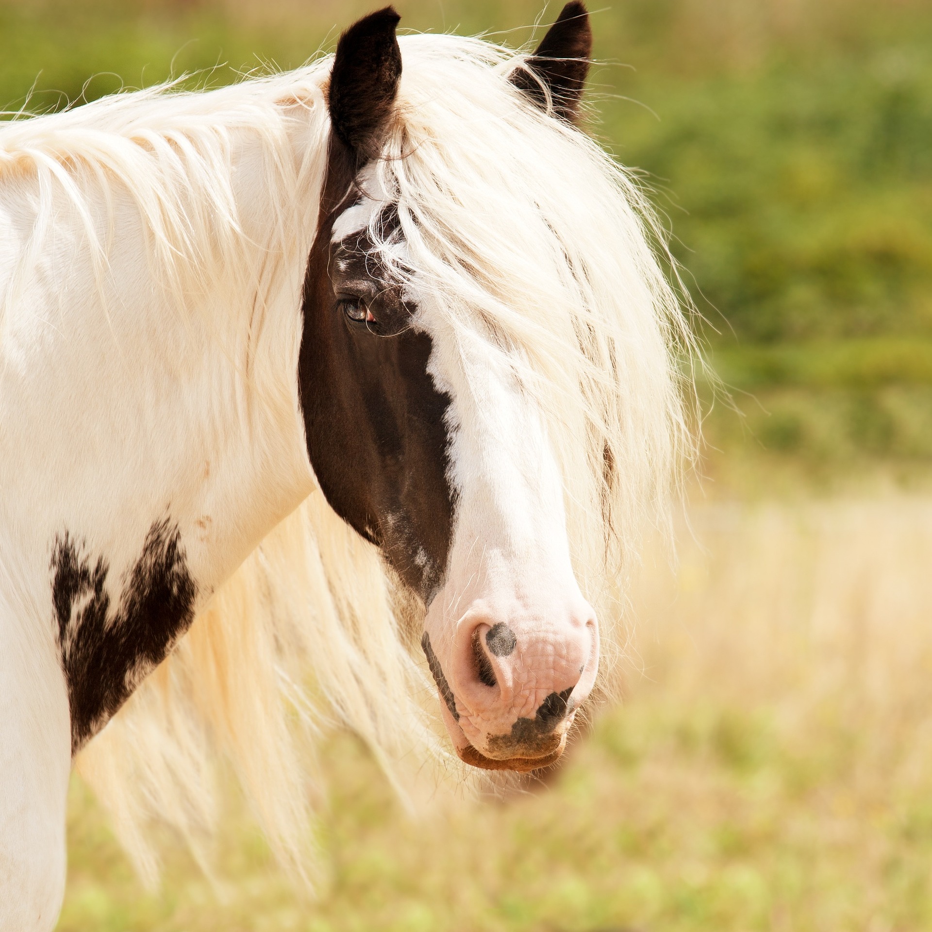chiemsee2024 horse 1198003 1920