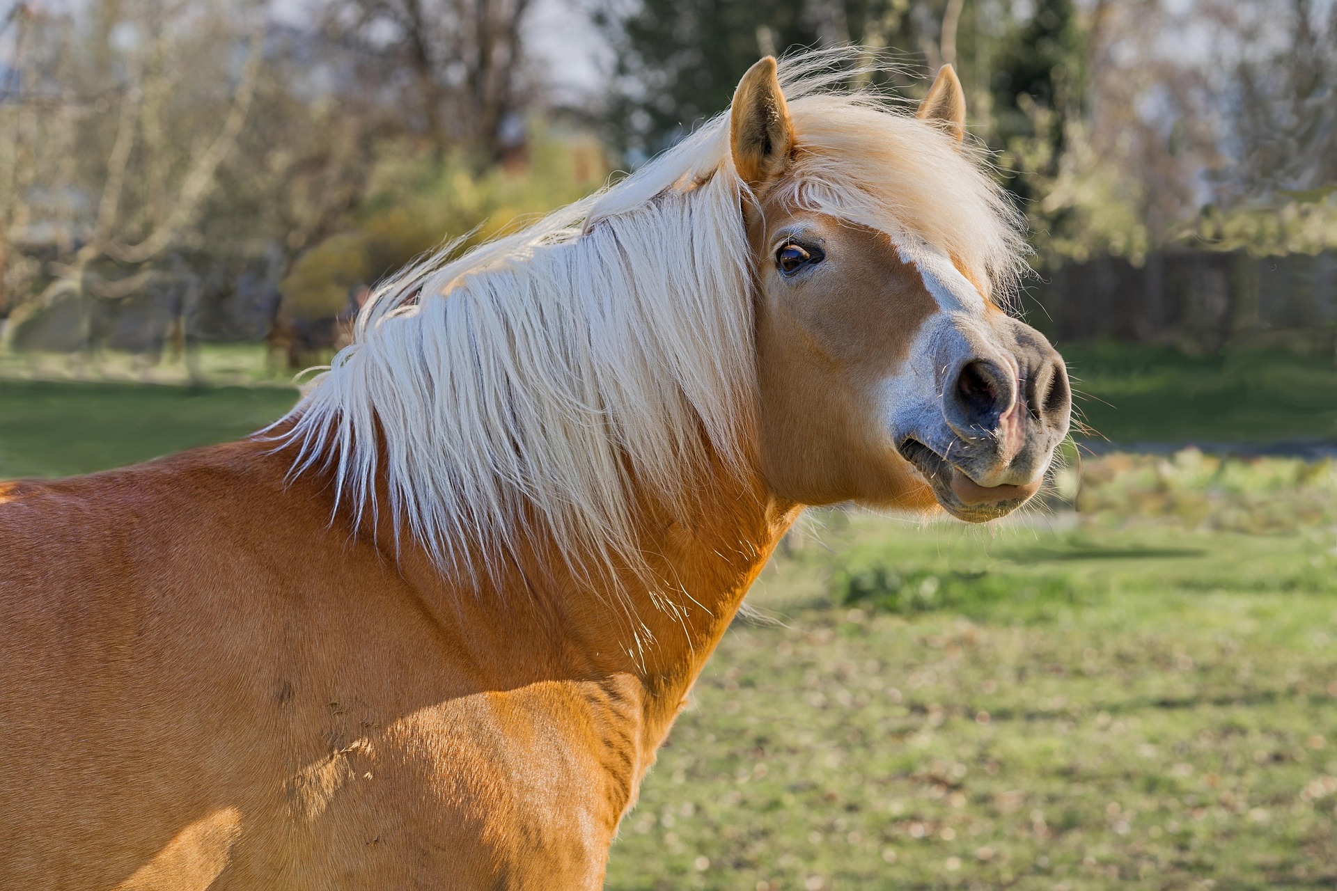 chiemseherin horse 7158632 1920