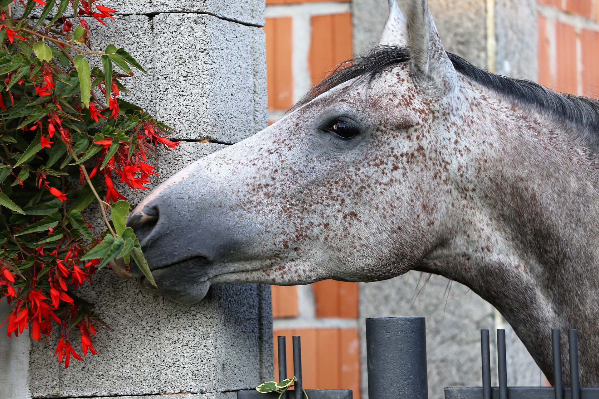 goranh arabian horse 3684592 1920