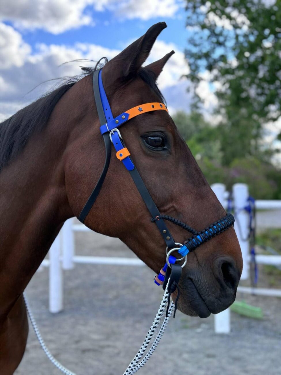 horsesidepull fpr web